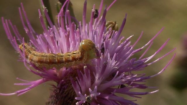 гусеница ест цветок смотреть онлайн