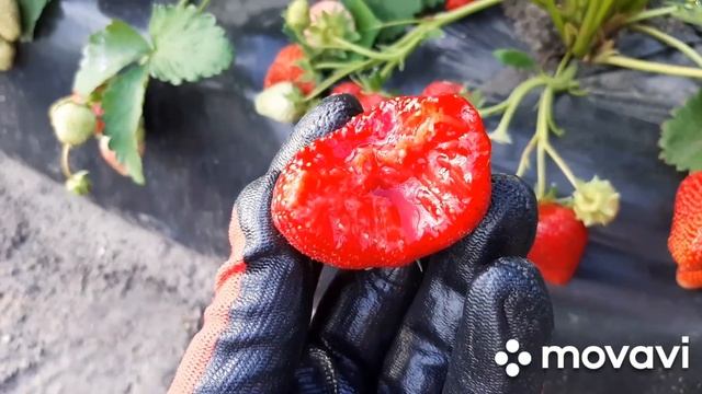 Клубника Сандра. Сорт бомба - красавица, трудяжка и вкусняшка. смотреть онлайн