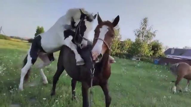 Кобыла уже отбивает жеребца, значит покрылась смотреть онлайн