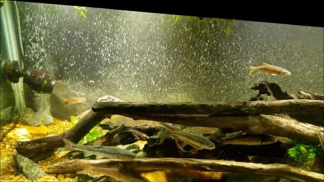 Replacing The Air Stone And Cleaning The Powerhead In My Native Tank смотреть онлайн