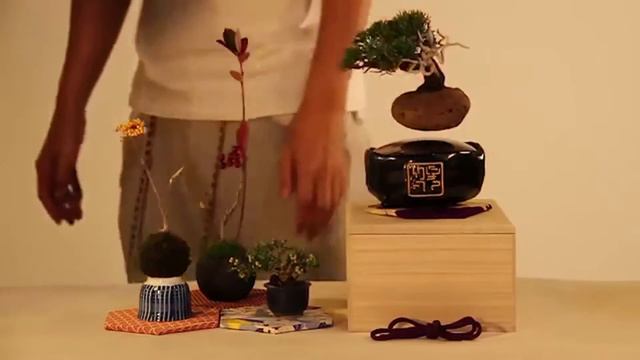 Air Bonsai смотреть онлайн