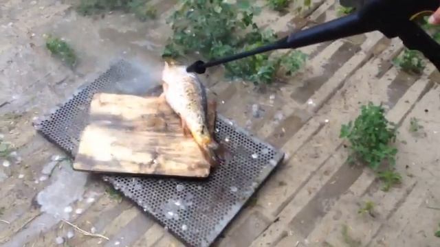 ЧИСТИМ КАРПА смотреть онлайн