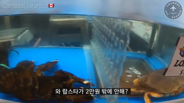 23시간 캐나다 레이오버를 하다 - 북아메리카 〔01〕 смотреть онлайн