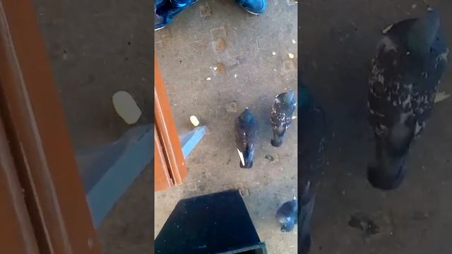 Вот такие голуби в Тюмени смотреть онлайн