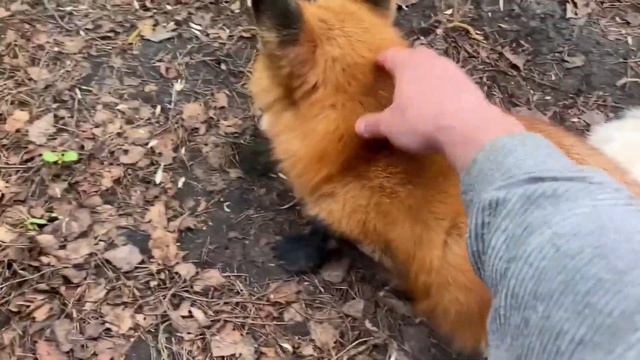 Ли Сяо / Alice the Fox Лиса Алиса (Активный отдых с лисой!!) смотреть онлайн