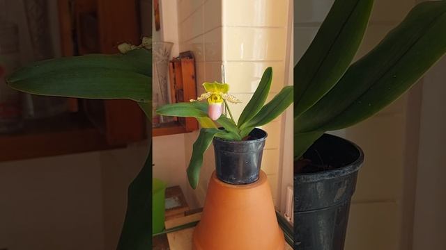 Paphiopedilum Pinocchio..in fibra di cocco e GRAN SVILUPPO смотреть онлайн