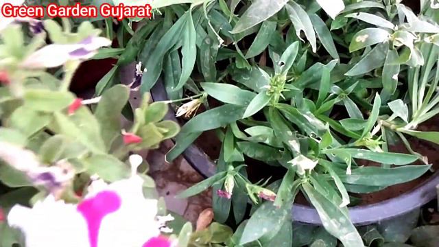 How to collect petunia seeds/petunia ke beej kaise collect kare||Green Garden Gujarat|| смотреть онлайн