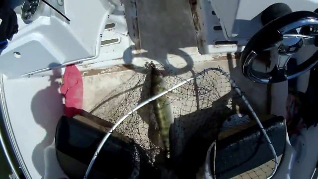 Зачётный Судак на джиг, сладкая парочка на три кило! Селитренное лето 2015 смотреть онлайн