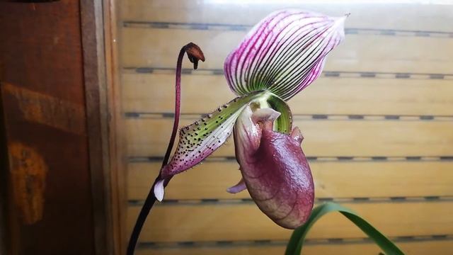 Цветение paphiopedilum Maudi coloratum. смотреть онлайн