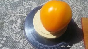 Показываю плоды томата "Алтайский мед"