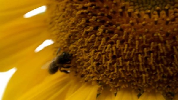 Пчела собирает нектар. A bee collects nectar.