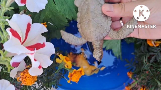 Учим животных на английском языке/ лев/ корова/ морж/ акула/ черепаха/ носорог/ смотреть онлайн