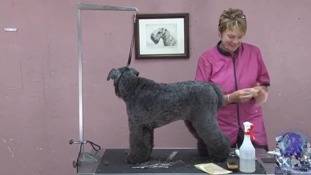 Common Styling Mistakes on a Kerry Blue Terrier & How to Fix Them Part 3 смотреть онлайн