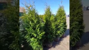 Туя западная Пирамидалис Компакта