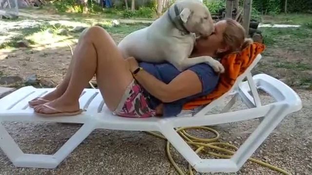 собака напала на хозяина, бультерьер залюбил хозяйку, Этуаль и я, СимферопольКрым смотреть онлайн