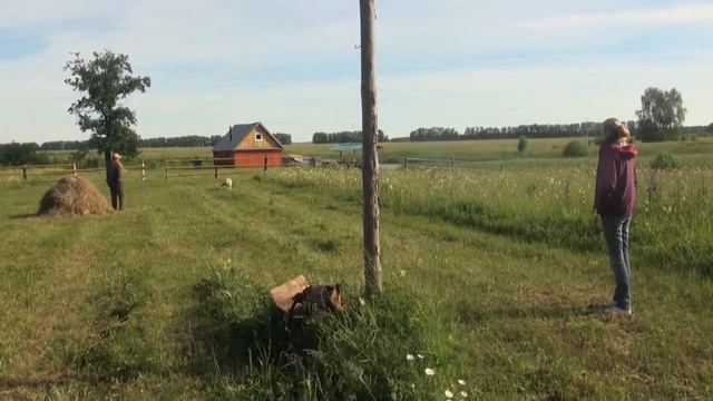 Семинар по розыску и подаче битой дичи под руководством Е. Лысенко. 2013. Уфа. Практика 1 тест. смотреть онлайн