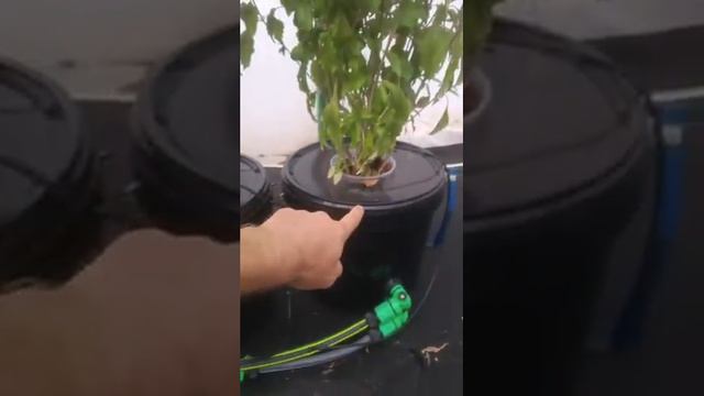 Базилик на гидропонике установка Аквапот Клик 2 смотреть онлайн