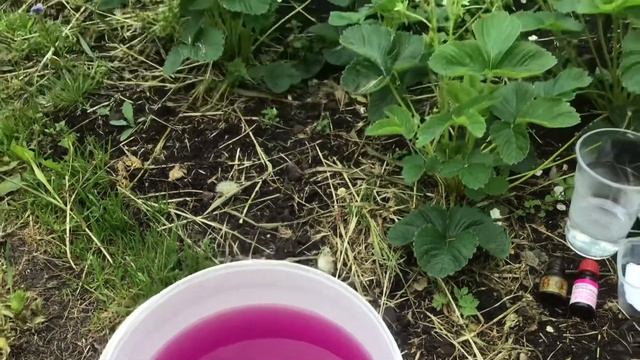 Подкормка клубники во время цветения. Завяжется «море» ягоды. смотреть онлайн