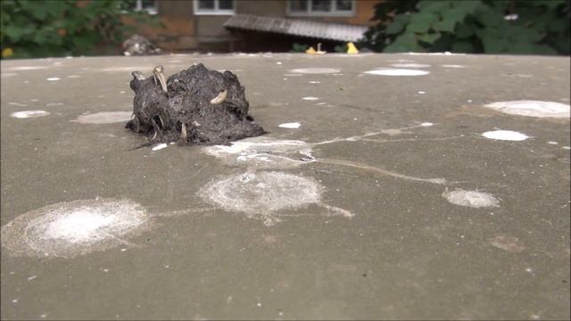 Кто нам спать не даёт, или брезгливым не смотреть! смотреть онлайн