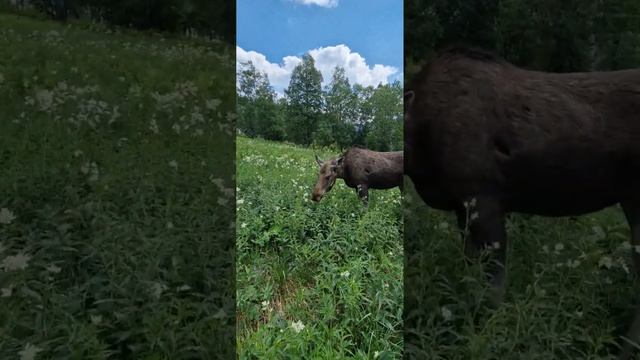ЮЖНОУРАЛЬСКАЯ ТРОПА, национальный парк Зюраткуль смотреть онлайн