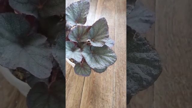 Бегония Синяя тайская смотреть онлайн