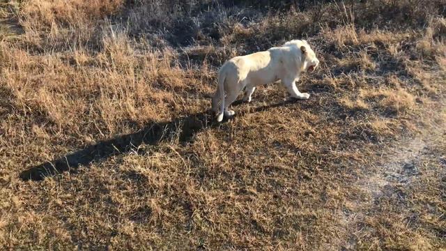 Белый лев сыграл в американский футбол! Тайган The White Lion has played American football! Taigan смотреть онлайн