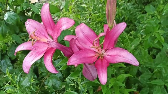 Лилии под дождем.ОТ-гибриды, Ла-гибриды. смотреть онлайн