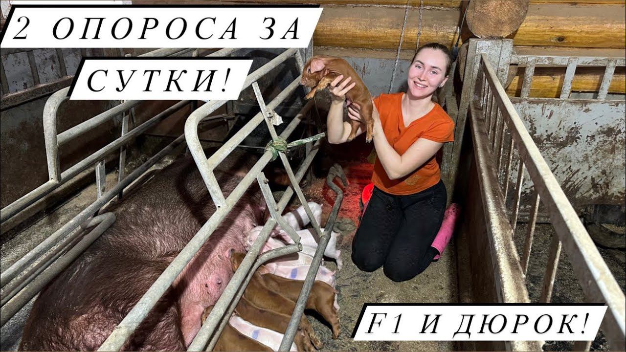 Самый многоплодный опорос в нашем хозяйстве! Долгожданные поросята! смотреть онлайн