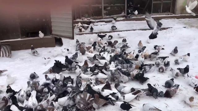 Бойные голуби. В гостях у Виктора смотреть онлайн