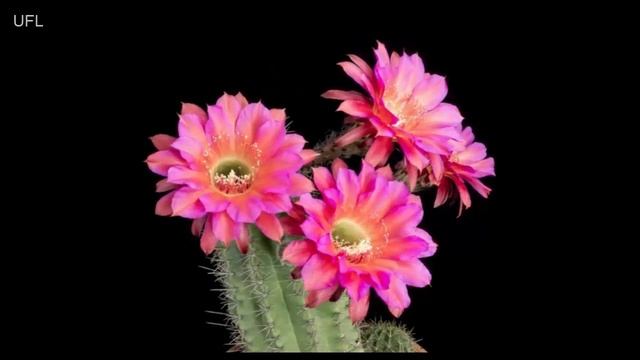? Как цветут кактусы? ?| Невероятная съемка Timelapse смотреть онлайн