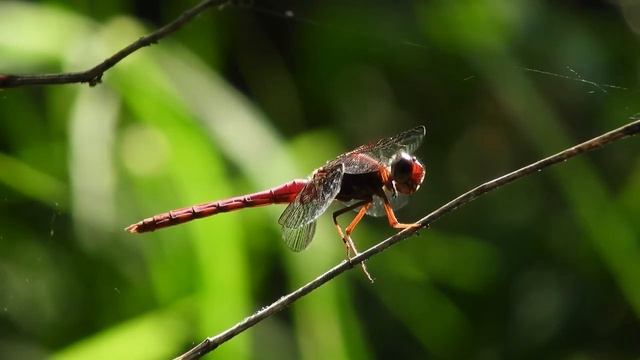 Стрекоза звуки и шум/ Звуки насекомых /The Sound Of A Dragonfly In Flight.