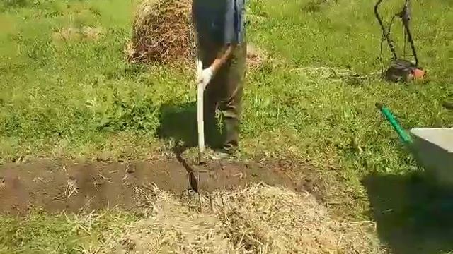 Батат, первый раз сажаем такую вкусноту