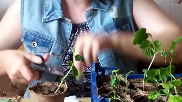 СКРУЧИВАЮТСЯ, ДЕФОРМИРУЮТСЯ, СОХНУТ ЛИСТЬЯ У РАССАДЫ ОГУРЦОВ - ЧТО ДЕЛАТЬ? (1) смотреть онлайн