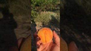 Сорт персика Кремлёвский !!! Ссср селекция