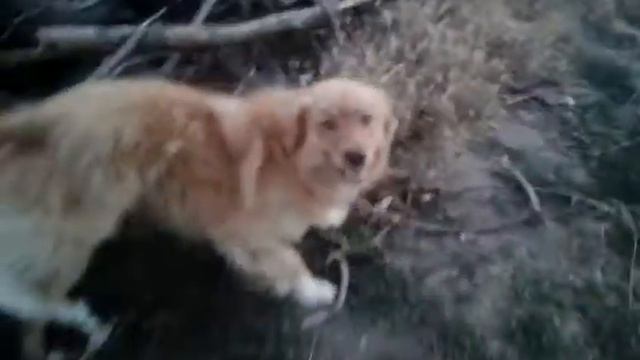 Скрещение собак смотреть онлайн