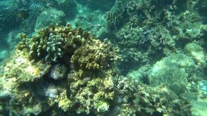 Вьетнам. Морская прогулка к островам  Нячанга. Подводный мир. Дайвинг и снорклинг.