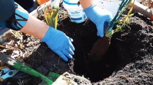 Чайно гибридная роза ПОЛАРШТЕРН! Правильная посадка