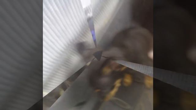 Видео про собаку применить гоша смотреть онлайн