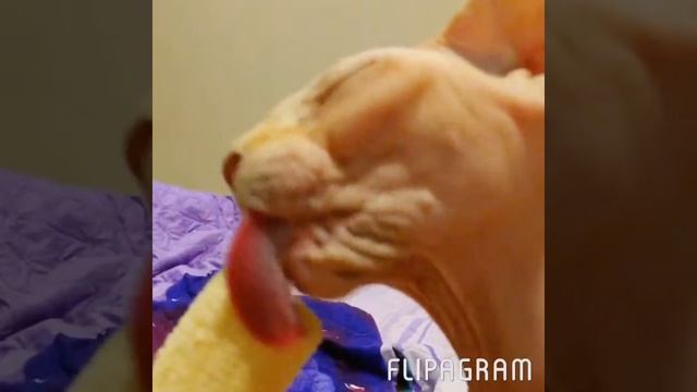 Похотливая самка! Животные. Смешные животные. Кошка. Сфинкс. Sphinx.Sphynx. My love. смотреть онлайн