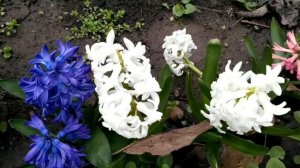 Цветение гиацинтов в саду. Весна 2021.