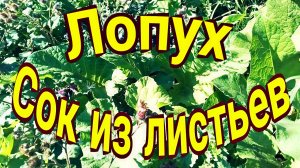 Лопух. Сок из листьев.
