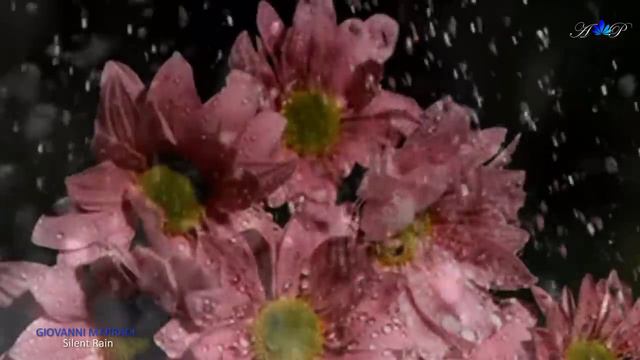 GIOVANNI MARRADI - Silent Rain