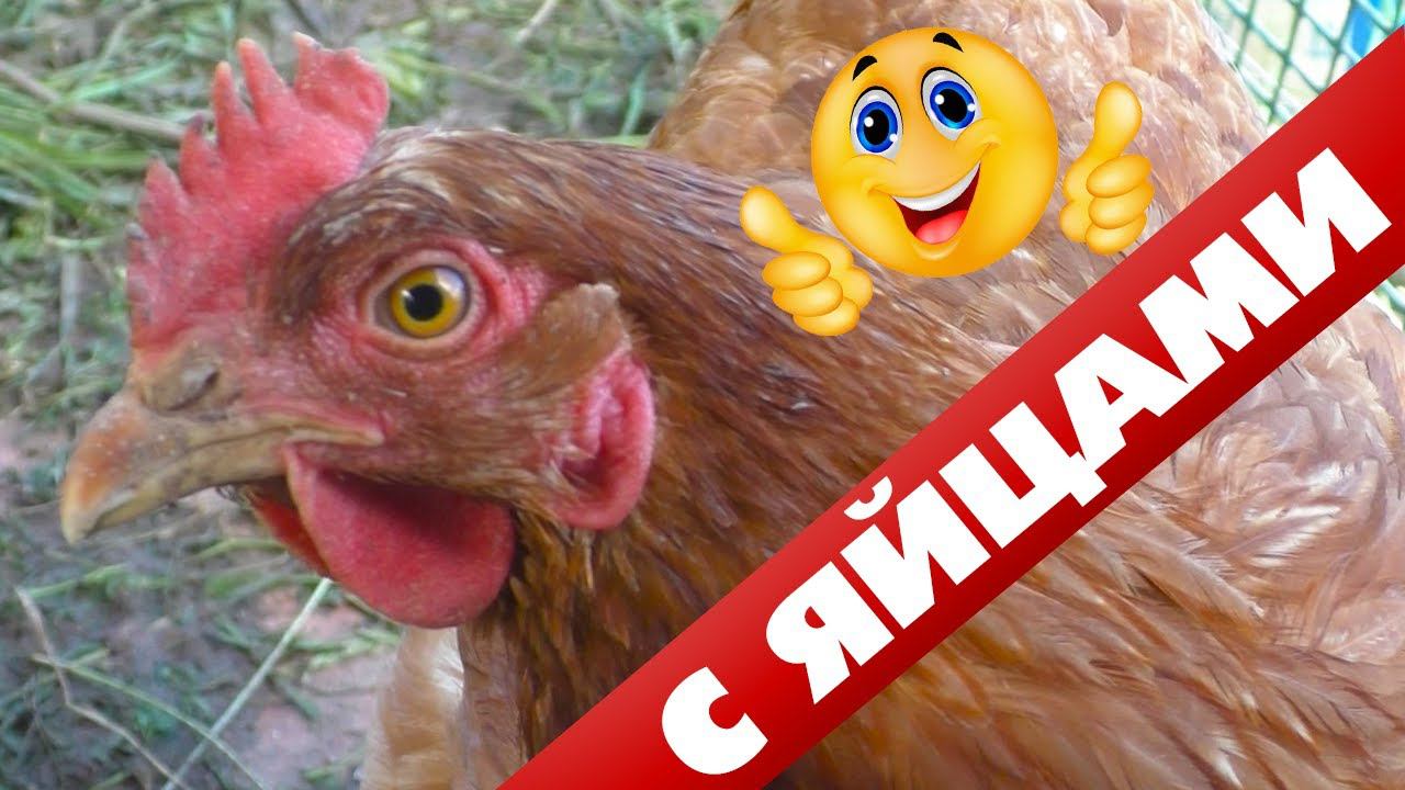 Чем кормить кур несушек для лучшей яйценоскости смотреть онлайн