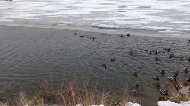 Красивые Утки крякают и плавают :) смотреть онлайн