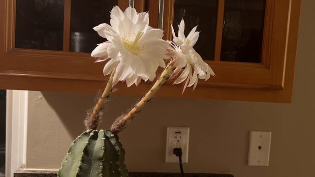 Blooming Cactus Time Lapse. Убыстренная съёмка как распускается кактус. смотреть онлайн