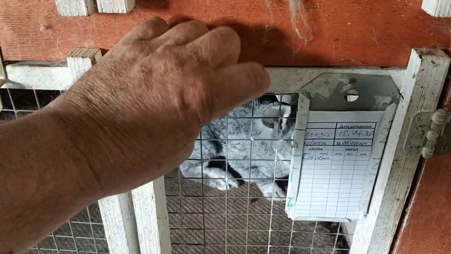 ?КАК легко удалить навоз из клетки для кроликов. МакляК. Макрол. смотреть онлайн