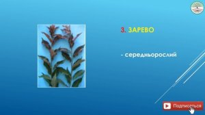 Подвой для персика. Часть 2. Среднерослые подвои персика.