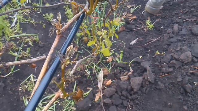 Заморозки в мае смотреть онлайн