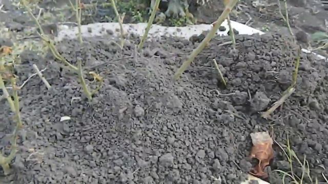 Последний день на даче Укрываю розы Сажаю лук под зиму смотреть онлайн