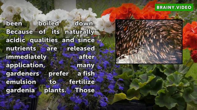 What Kind of Food Do Gardenia Plants Need? смотреть онлайн